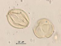 Aronia melanocarpa image