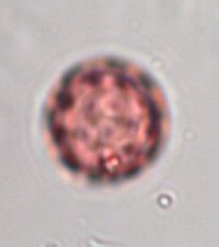 Chenopodium glaucum var. salinum image