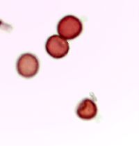 Chenopodium glaucum var. salinum image