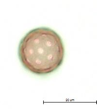 Corispermum pallasii image