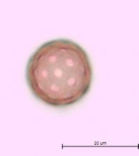 Corispermum pallasii image