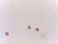 Corispermum pallasii image