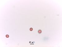 Corispermum pallasii image