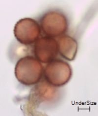 Sagittaria latifolia image