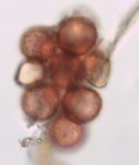 Sagittaria latifolia image