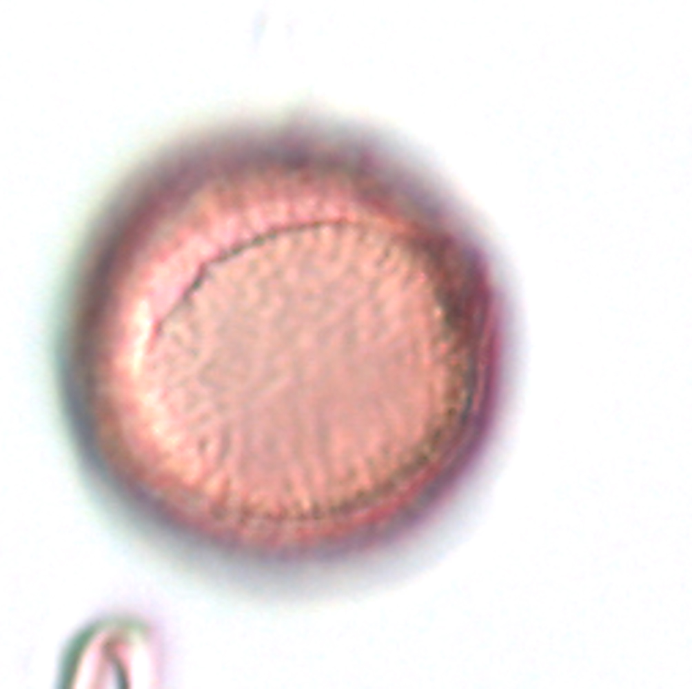 Ranunculus rhomboideus image