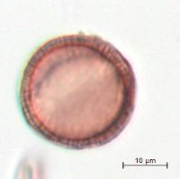 Ranunculus rhomboideus image