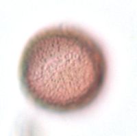 Ranunculus rhomboideus image
