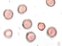 Ranunculus rhomboideus image