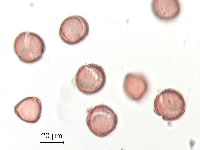 Ranunculus rhomboideus image