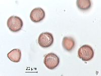 Ranunculus rhomboideus image