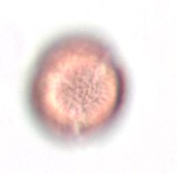Ranunculus rhomboideus image