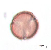 Ranunculus rhomboideus image