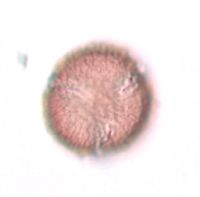 Ranunculus rhomboideus image