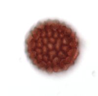 Persicaria punctata image