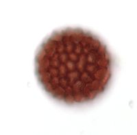 Persicaria punctata image