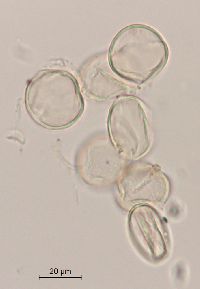 Rubus pubescens image