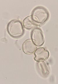 Rubus pubescens image