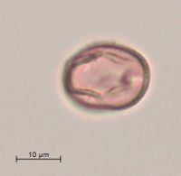 Rubus pubescens image