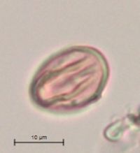 Rubus pubescens image