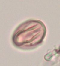 Rubus pubescens image