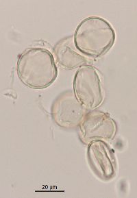 Rubus pubescens image