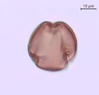 Rhus typhina image