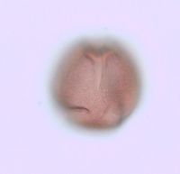 Rhus typhina image