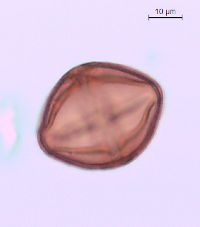 Rhus typhina image