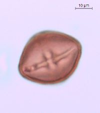 Rhus typhina image