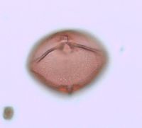 Rhus typhina image