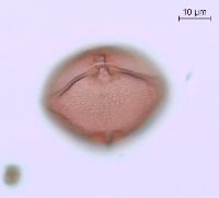 Rhus typhina image