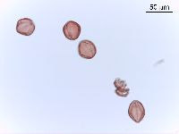 Rhus typhina image