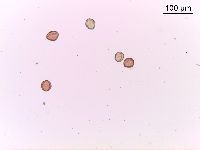 Rhus typhina image