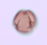 Rhus typhina image