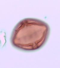 Rhus typhina image
