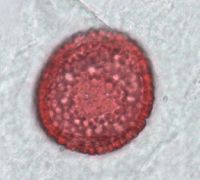 Dirca palustris image