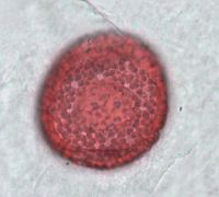 Dirca palustris image