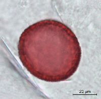 Dirca palustris image