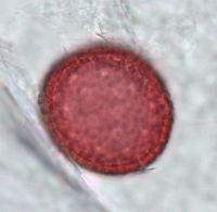 Dirca palustris image