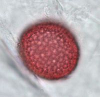 Dirca palustris image