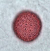 Dirca palustris image