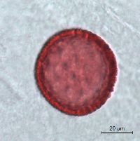 Dirca palustris image