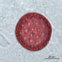 Dirca palustris image