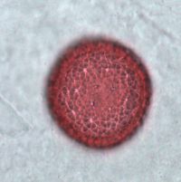 Dirca palustris image