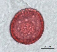 Dirca palustris image