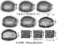 Heteranthera dubia image