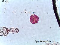 Agalinis tenuifolia image