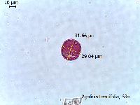 Agalinis tenuifolia image