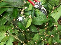 Media resource of Ficus armiti